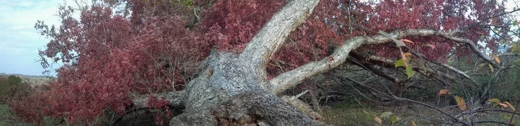 [Hearth.com] Last weeks storm damage