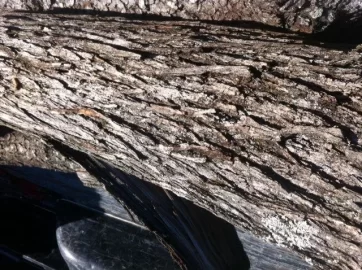 [Hearth.com] Wood id