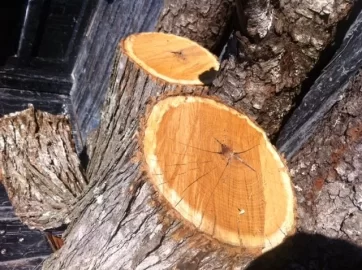 [Hearth.com] Wood id