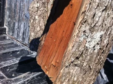 [Hearth.com] Wood id