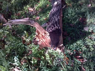[Hearth.com] Last weeks storm damage