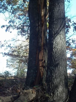 [Hearth.com] Last weeks storm damage