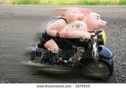 stock-photo-two-pigs-on-motorcycle-going-down-the-road-2679553[1].jpg