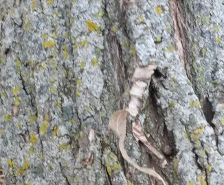 [Hearth.com] help with a tree id - possible scrounge