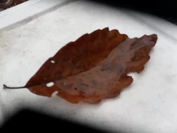 [Hearth.com] help with a tree id - possible scrounge