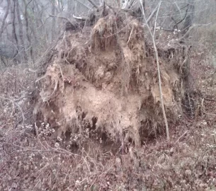 [Hearth.com] Tree ID please...