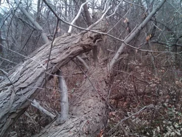 [Hearth.com] Tree ID please...