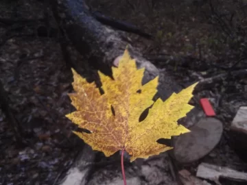 [Hearth.com] Tree ID please...