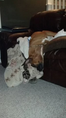 [Hearth.com] Dog pics. Overdone I know but I love dogs, especially Rottweilers. Letâ€™s see â€™em