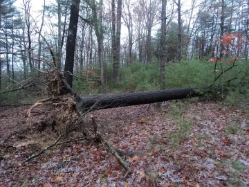 [Hearth.com] Sandy "damage"