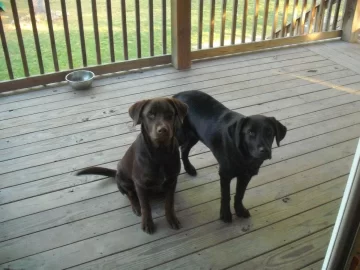 [Hearth.com] Dog pics. Overdone I know but I love dogs, especially Rottweilers. Letâ€™s see â€™em