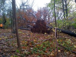 My new woodpile courtesy of Hurricane Sandy...