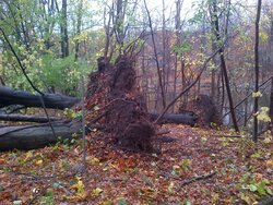 My new woodpile courtesy of Hurricane Sandy...