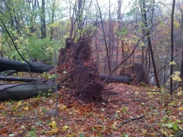 [Hearth.com] My new woodpile courtesy of Hurricane Sandy...
