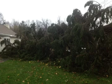 [Hearth.com] Sandy : monster pine