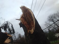 Sandy : monster pine