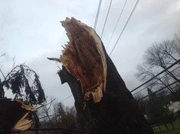 [Hearth.com] Sandy : monster pine