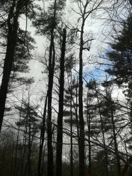 [Hearth.com] Sandy Trees