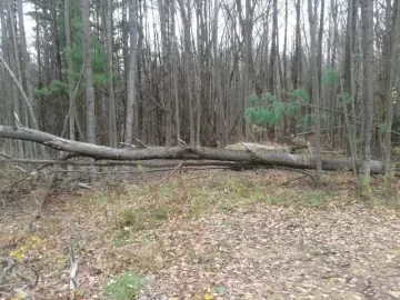 [Hearth.com] Sandy Trees