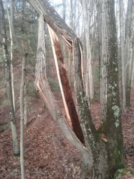 [Hearth.com] Sandy Trees