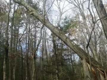 [Hearth.com] Sandy Trees