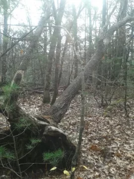 [Hearth.com] Sandy Trees