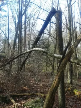 [Hearth.com] Sandy Trees