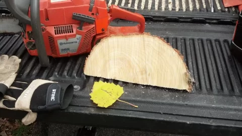 [Hearth.com] leaf / tree ID please