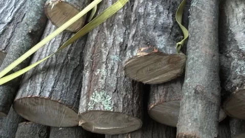 [Hearth.com] leaf / tree ID please