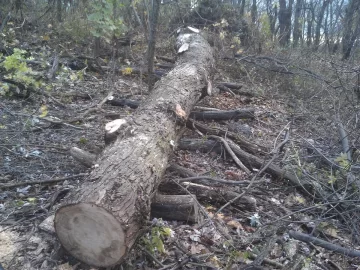 [Hearth.com] Big Silver Maple
