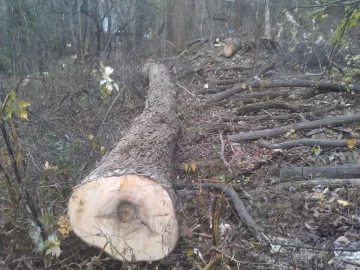 [Hearth.com] Big Silver Maple