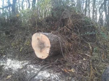 [Hearth.com] Big Silver Maple