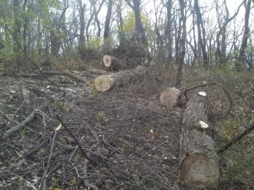 [Hearth.com] Big Silver Maple