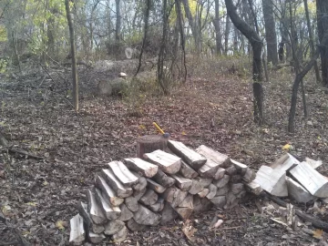 [Hearth.com] Big Silver Maple