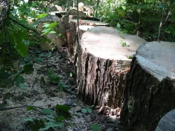 [Hearth.com] Got off the oak for a minute