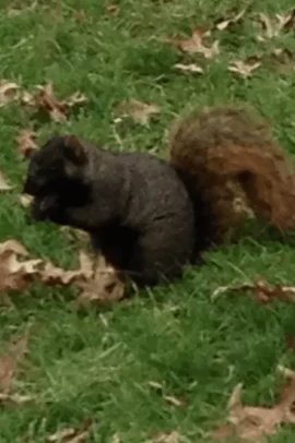 [Hearth.com] Black Squirrel