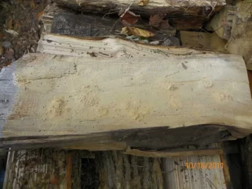 [Hearth.com] Termites