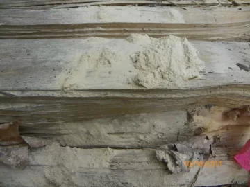 [Hearth.com] Termites
