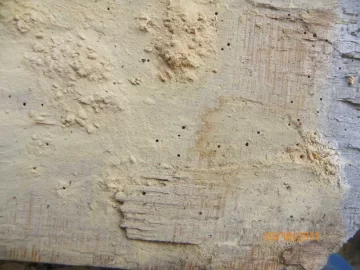 [Hearth.com] Termites