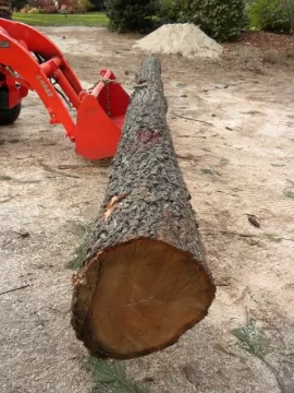 [Hearth.com] Log 45 ID Please, Is this a young Lockust?