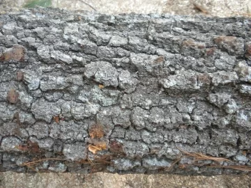 [Hearth.com] Log 45 ID Please, Is this a young Lockust?