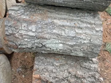 [Hearth.com] Log 45 ID Please, Is this a young Lockust?