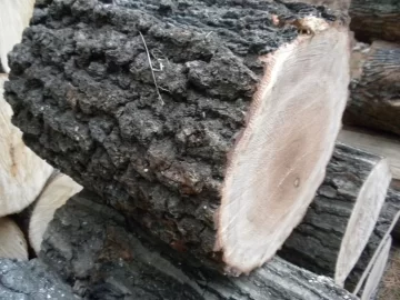 [Hearth.com] Log 45 ID Please, Is this a young Lockust?