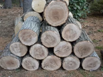 [Hearth.com] Log 45 ID Please, Is this a young Lockust?