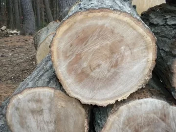 [Hearth.com] Log 45 ID Please, Is this a young Lockust?