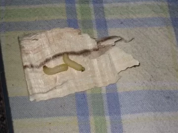 [Hearth.com] What boring insect is this? Termite ? beetle ?