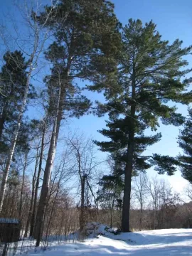 [Hearth.com] My 50 acres