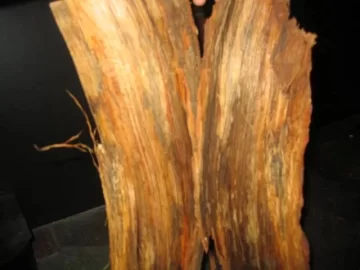 [Hearth.com] Wood ID  (again)