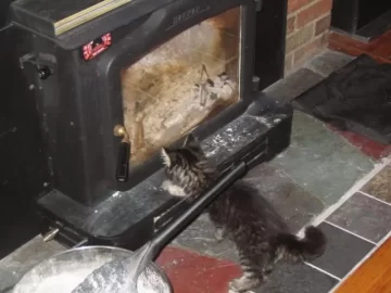 [Hearth.com] New Kitty likes stove......