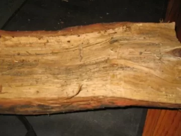 [Hearth.com] Wood ID  (again)